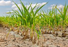 Trinidad and Tobago Face Drought Threat: Conservation Urged as Dry Conditions Loom