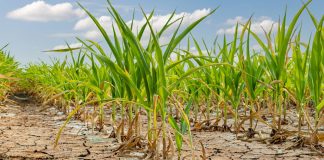 Trinidad and Tobago Face Drought Threat: Conservation Urged as Dry Conditions Loom
