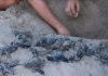 Video Showing Baby Leatherback Turtles Being Dug Up Sparks Outrage Online