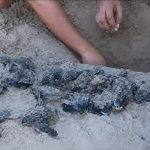 Video Showing Baby Leatherback Turtles Being Dug Up Sparks Outrage Online
