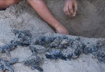 Video Showing Baby Leatherback Turtles Being Dug Up Sparks Outrage Online