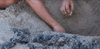 Video Showing Baby Leatherback Turtles Being Dug Up Sparks Outrage Online