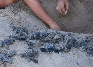 Video Showing Baby Leatherback Turtles Being Dug Up Sparks Outrage Online