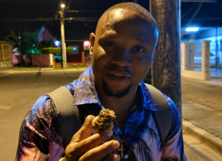 Nigerian Man Living in Trinidad Takes Giant African Snail Home to Cook, Cannot Believe Locals Waste ‘Good Meat’