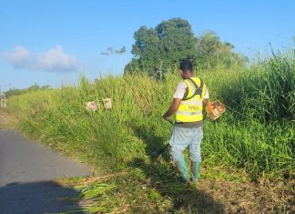 Roadside Grass-Cutting Operations Raise Safety Concerns