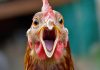 Ministry Steps In to Address Poultry Supply Challenges Amid Extreme Heat Conditions