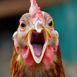 Ministry Steps In to Address Poultry Supply Challenges Amid Extreme Heat Conditions