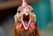 Ministry Steps In to Address Poultry Supply Challenges Amid Extreme Heat Conditions