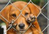Animal Cruelty Can Bring $200,000 Fine and Five Years Imprisonment