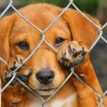 Animal Cruelty Can Bring $200,000 Fine and Five Years Imprisonment