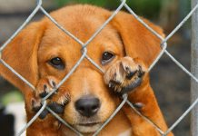 Animal Cruelty Can Bring $200,000 Fine and Five Years Imprisonment