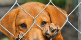Animal Cruelty Can Bring $200,000 Fine and Five Years Imprisonment