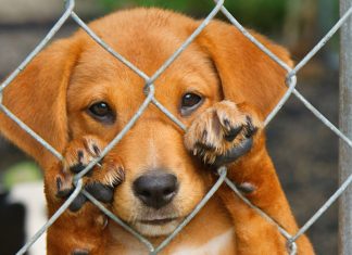 Animal Cruelty Can Bring $200,000 Fine and Five Years Imprisonment