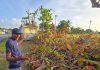 Man Heartbroken After Trees Planted With Father Are Cut