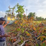 Man Heartbroken After Trees Planted With Father Are Cut