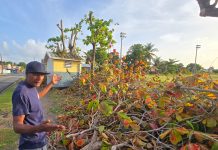 Man Heartbroken After Trees Planted With Father Are Cut