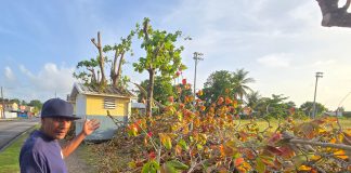 Man Heartbroken After Trees Planted With Father Are Cut
