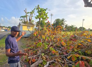 Man Heartbroken After Trees Planted With Father Are Cut