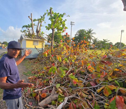 Man Heartbroken After Trees Planted With Father Are Cut