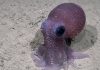 Historic Deep-Sea Expedition Uncovers Biodiversity Treasures in Trinidad and Tobago