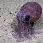 Historic Deep-Sea Expedition Uncovers Biodiversity Treasures in Trinidad and Tobago