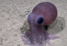Historic Deep-Sea Expedition Uncovers Biodiversity Treasures in Trinidad and Tobago