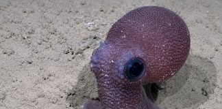 Historic Deep-Sea Expedition Uncovers Biodiversity Treasures in Trinidad and Tobago