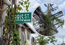 Overgrown Vines Entangle Utility Poles and Street Sign on Paris Street, Prompting Safety Warning