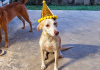 Owner Appeals For Help Finding Missing Dog Pipi-Ting In Sangre Grande