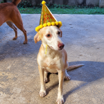 Owner Appeals For Help Finding Missing Dog Pipi-Ting In Sangre Grande