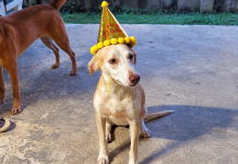 Owner Appeals For Help Finding Missing Dog Pipi-Ting In Sangre Grande