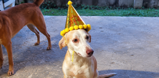 Owner Appeals For Help Finding Missing Dog Pipi-Ting In Sangre Grande