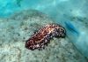 Chocolate chip sea cucumber spotted beneath Tobago’s beautiful Caribbean waters