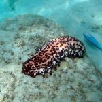 Chocolate chip sea cucumber spotted beneath Tobago’s beautiful Caribbean waters
