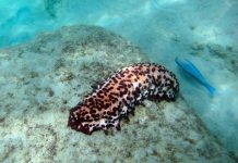 Chocolate chip sea cucumber spotted beneath Tobago’s beautiful Caribbean waters
