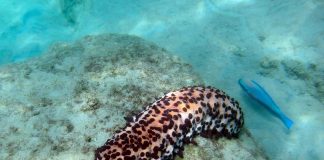 Chocolate chip sea cucumber spotted beneath Tobago’s beautiful Caribbean waters
