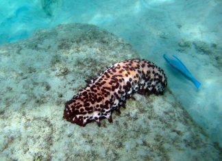 Chocolate chip sea cucumber spotted beneath Tobago’s beautiful Caribbean waters