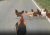 Rooster Stops Traffic in Nepal to Safeguard Its Flock