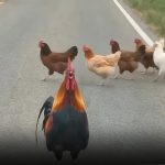 Rooster Stops Traffic in Nepal to Safeguard Its Flock