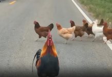 Rooster Stops Traffic in Nepal to Safeguard Its Flock
