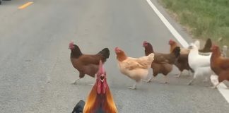 Rooster Stops Traffic in Nepal to Safeguard Its Flock
