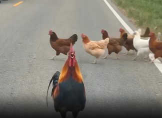 Rooster Stops Traffic in Nepal to Safeguard Its Flock
