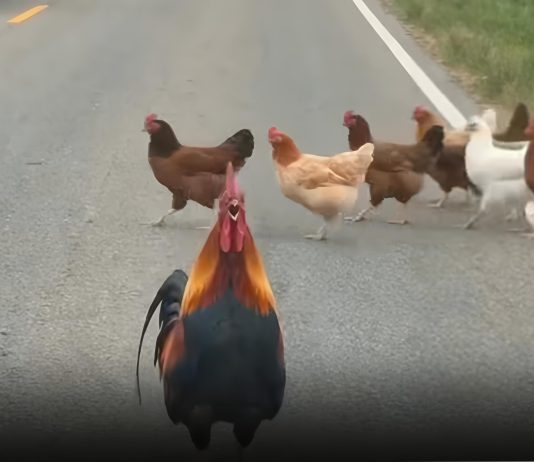 Rooster Stops Traffic in Nepal to Safeguard Its Flock