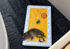 Rats Infest Education Ministry Head Office as Staff Refusal to Work Looms