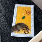 Rats Infest Education Ministry Head Office as Staff Refusal to Work Looms