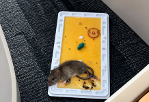 Rats Infest Education Ministry Head Office as Staff Refusal to Work Looms