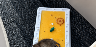 Rats Infest Education Ministry Head Office as Staff Refusal to Work Looms