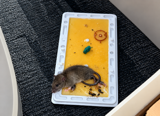 Rats Infest Education Ministry Head Office as Staff Refusal to Work Looms