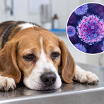 Trinidad and Tobago Warns of Rising Canine Distemper Cases; High Mortality Rates in Puppies