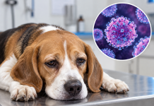 Trinidad and Tobago Warns of Rising Canine Distemper Cases; High Mortality Rates in Puppies